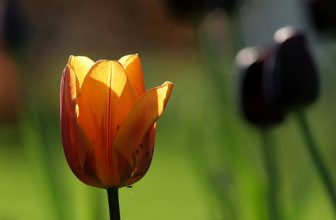 Se débarasser des pucerons