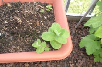 Le réveil de la menthe