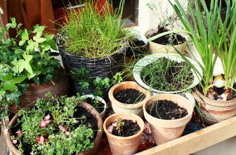 Quelques conseils pour bien débuter