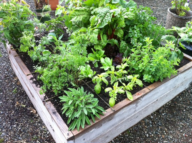Commencer à jardiner dans un carré potager
