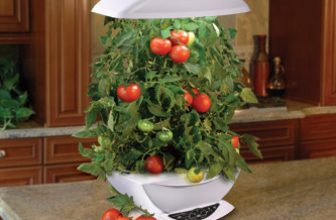 Tomates dans un potage hydroponique