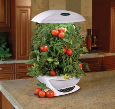 Tomates dans un potage hydroponique