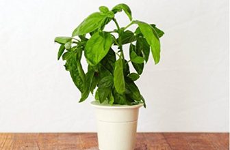 Le mini potager futuriste et sa recharge de basilique