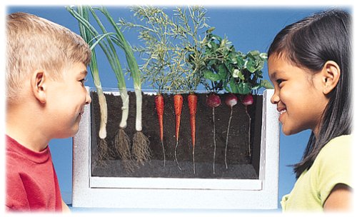 Un mini potager transparent