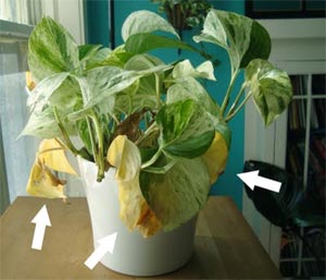 Jaunissement des feuilles