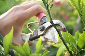 Les secateurs sont plus efficaces que des ciseaux