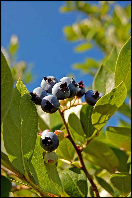 Un myrtillier en ville et au soleil