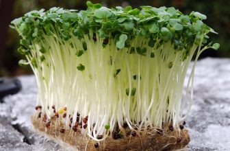 Du cresson au balcon