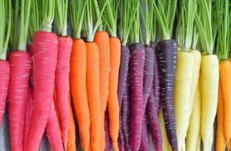 Des carottes de couleur pour les enfants