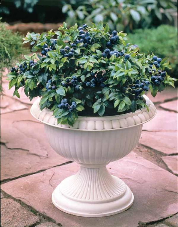 Myrtillier dans un pot