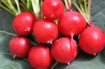 Planter des radis dans son appartement