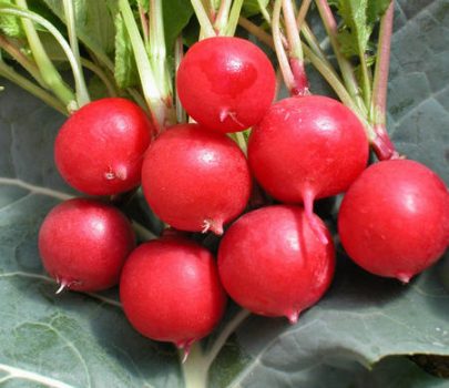 Planter des radis dans son appartement
