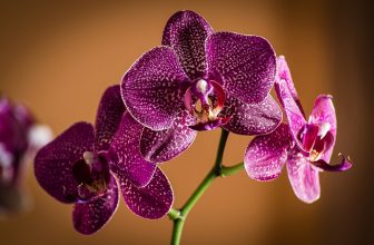 Une belle orchidée dans son appartement