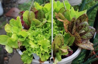 Cultiver du mesclun en pot