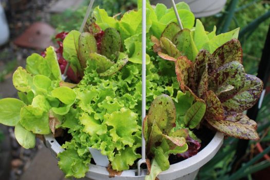 Cultiver du mesclun en pot