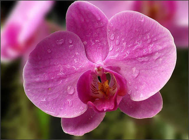 Orchidée après arrosage naturel