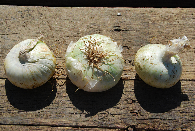 Oignons blancs dans son appartement