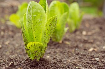 Cultiver des laitues, même en ville