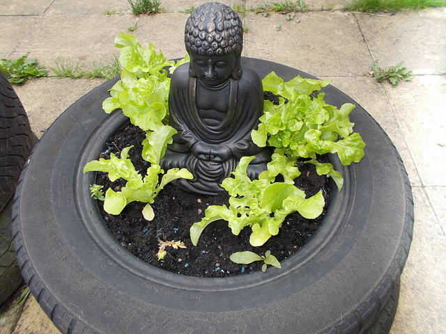 Un pneu, un bhudda et des plants de laitues
