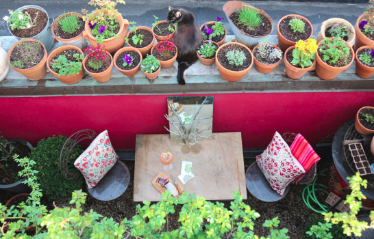 Faîtes pousser des fleurs sur votre balcon