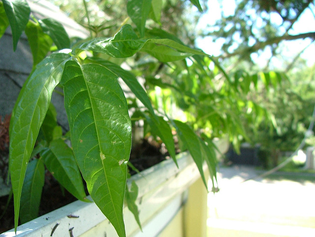 Faites pousser vos plantes dans des gouttieres