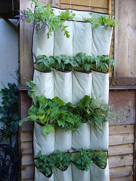 Jardin vertical dans un range chaussures