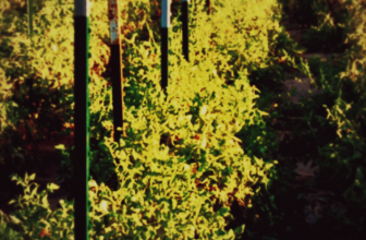 Supports/tuteurs pour le balcon