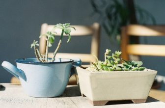 Plantes d'intérieur pour dépolluer