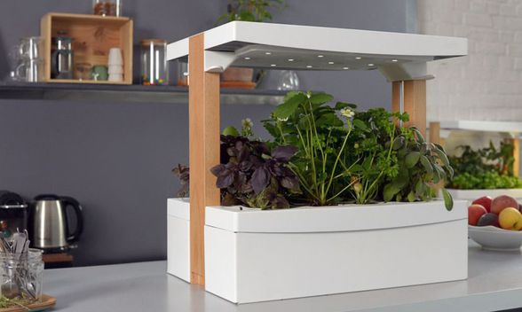 Potager d'intérieur dans votre cuisine