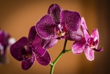 Entretenir une orchidée d’appartement