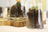DIY : fabriquer son terrarium