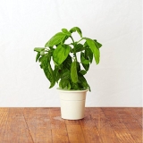 Le potager a ses gadgets