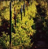 Supports pour potagers verticaux